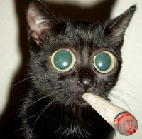 A Cat Smoking